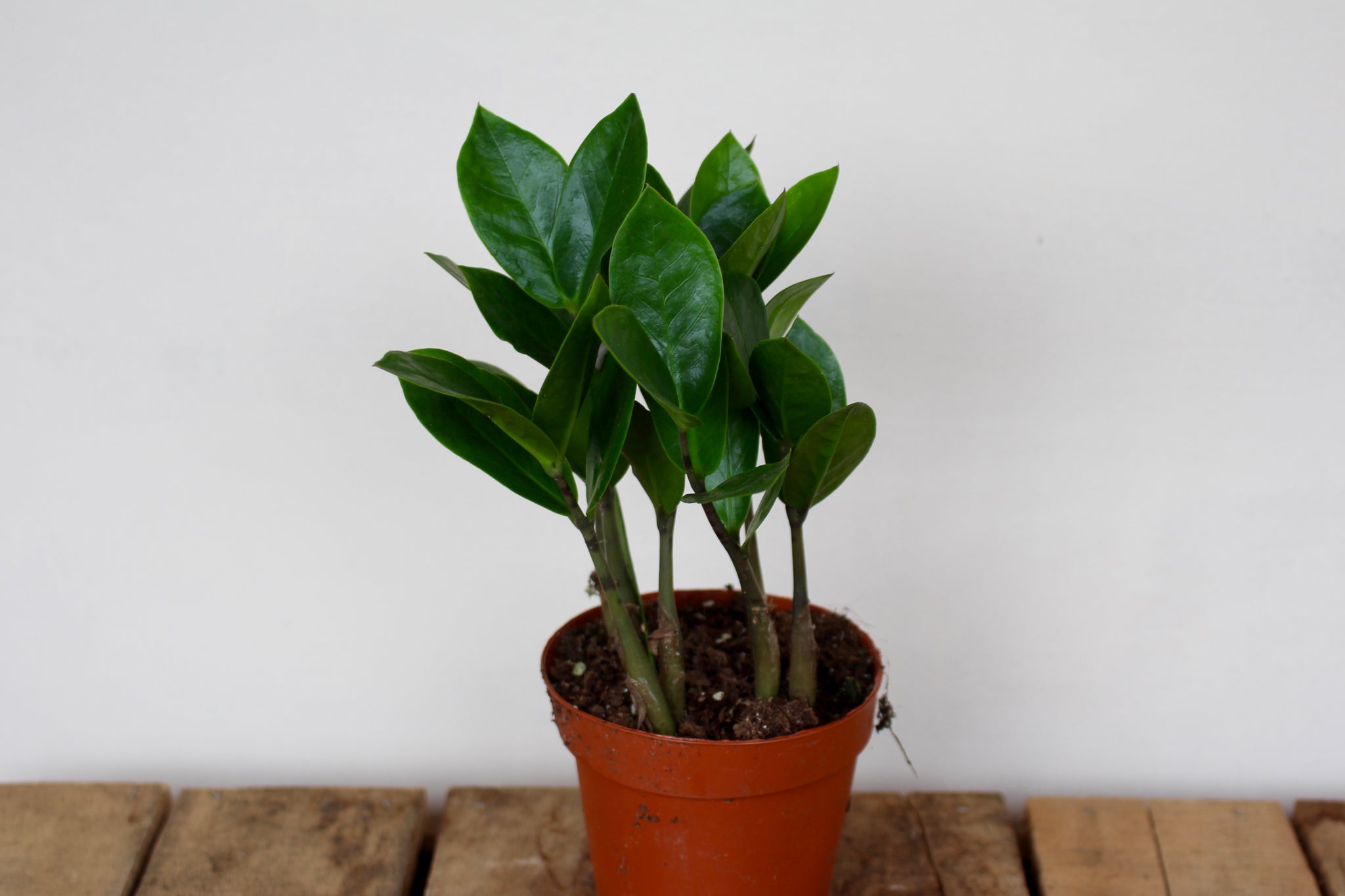 Zamioculcas zamiifolia 'ZZ Plant' – Solabee Flowers & Botanicals