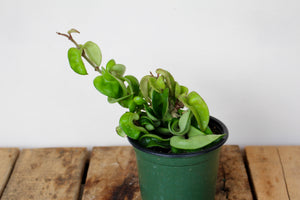 Hoya compacta