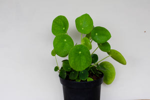 Pilea peperomioides