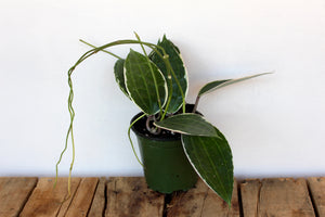 Hoya Macrophylla