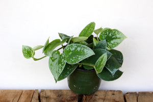Scindapsus pictus