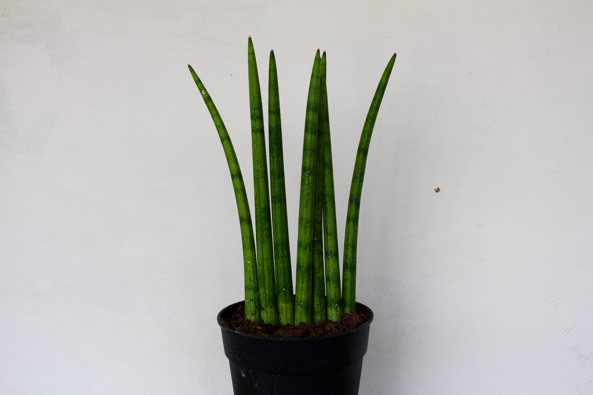 mohawk succulent Sansevieria 'Mohawk' – Solabee Flowers & Botanicals