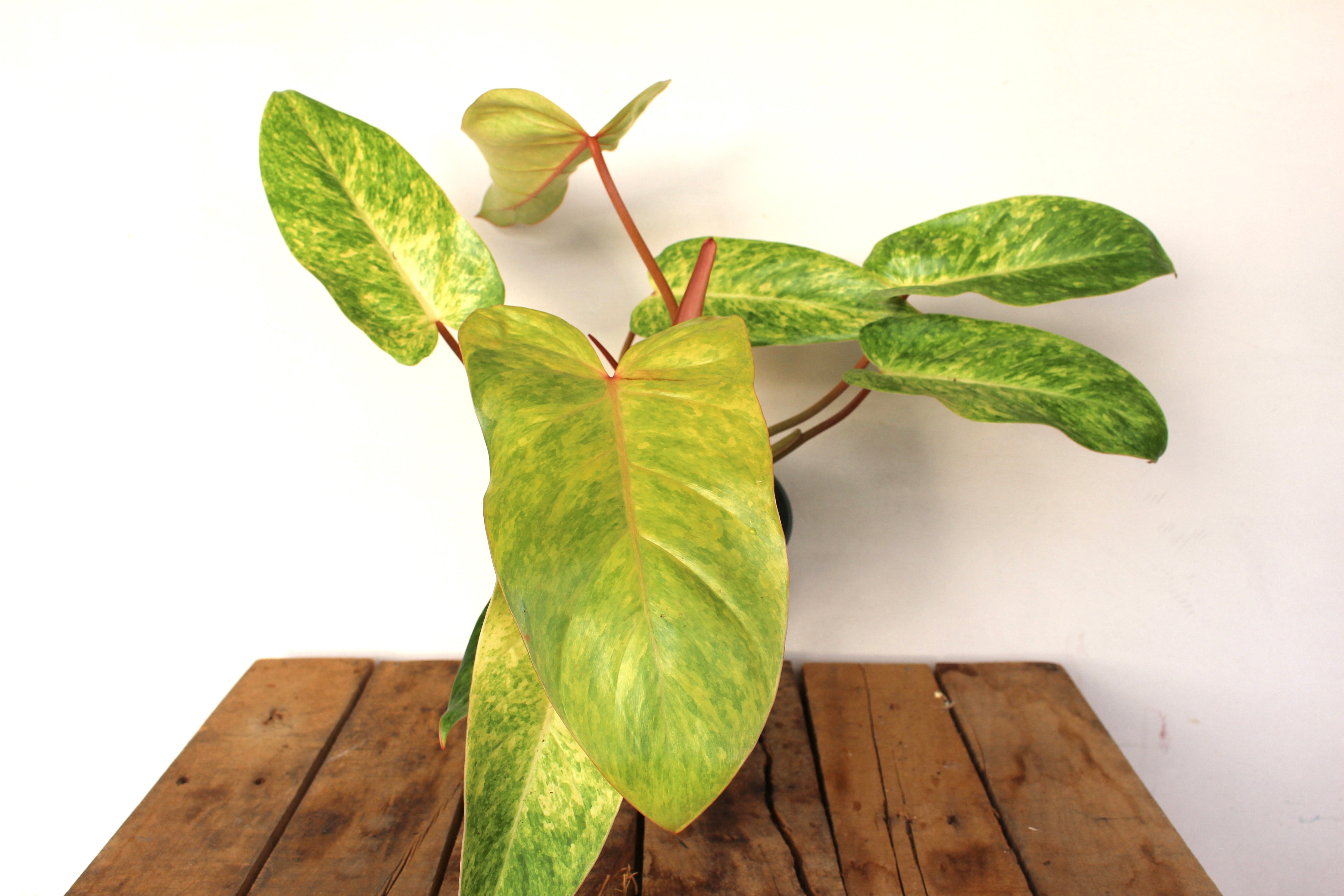 Philodendron 'Goldiana'