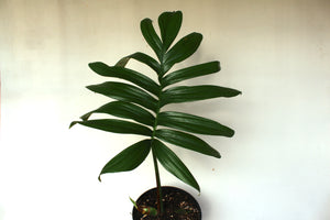 Rhaphidophora decursivia