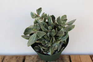 Crassula ovata 'Tricolor'