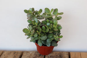 Crassula ovata 'Jade'