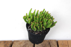 Crassula ovata 'Hobbit Jade'
