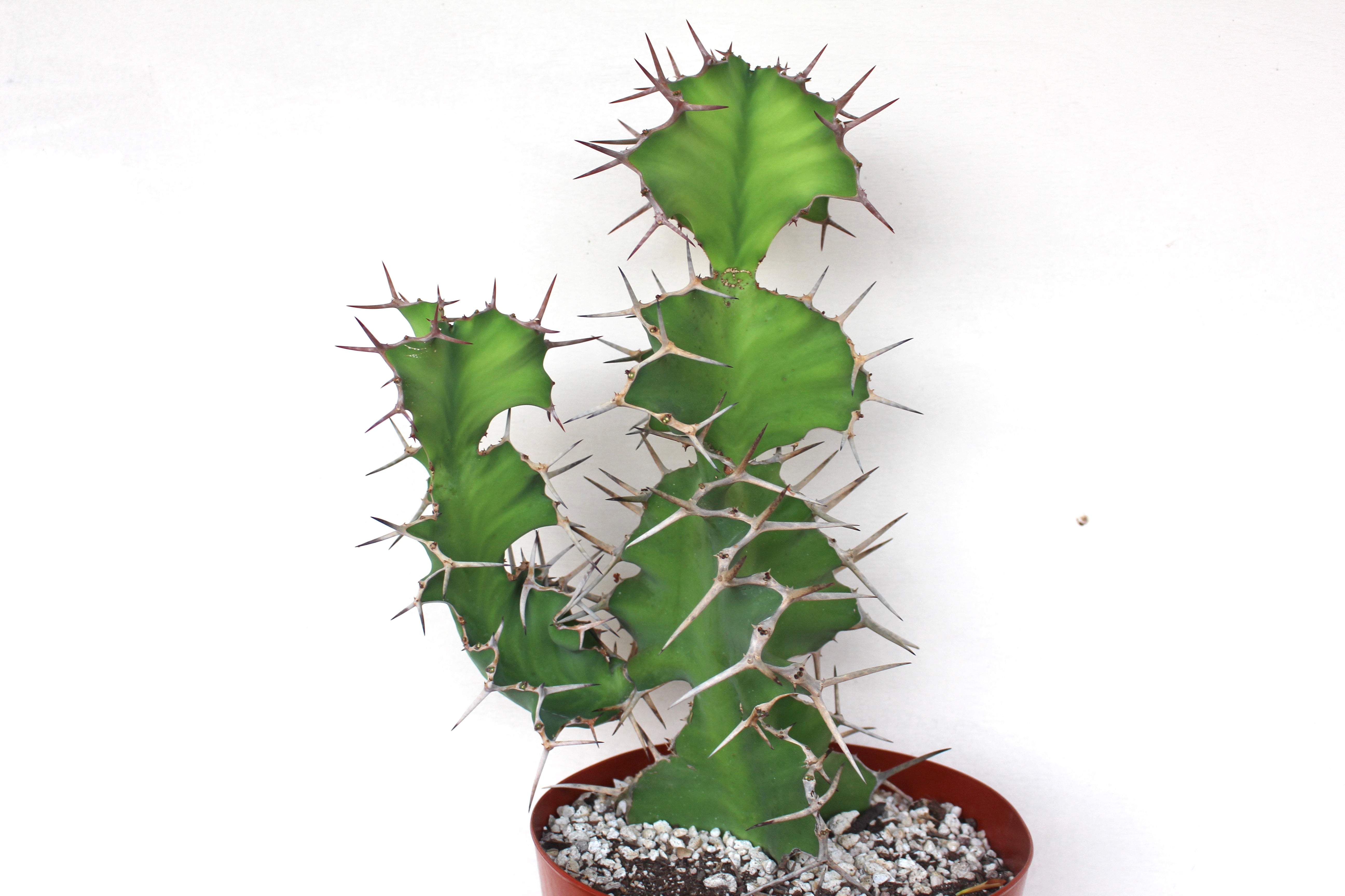 Euphorbia 'Zig Zag'