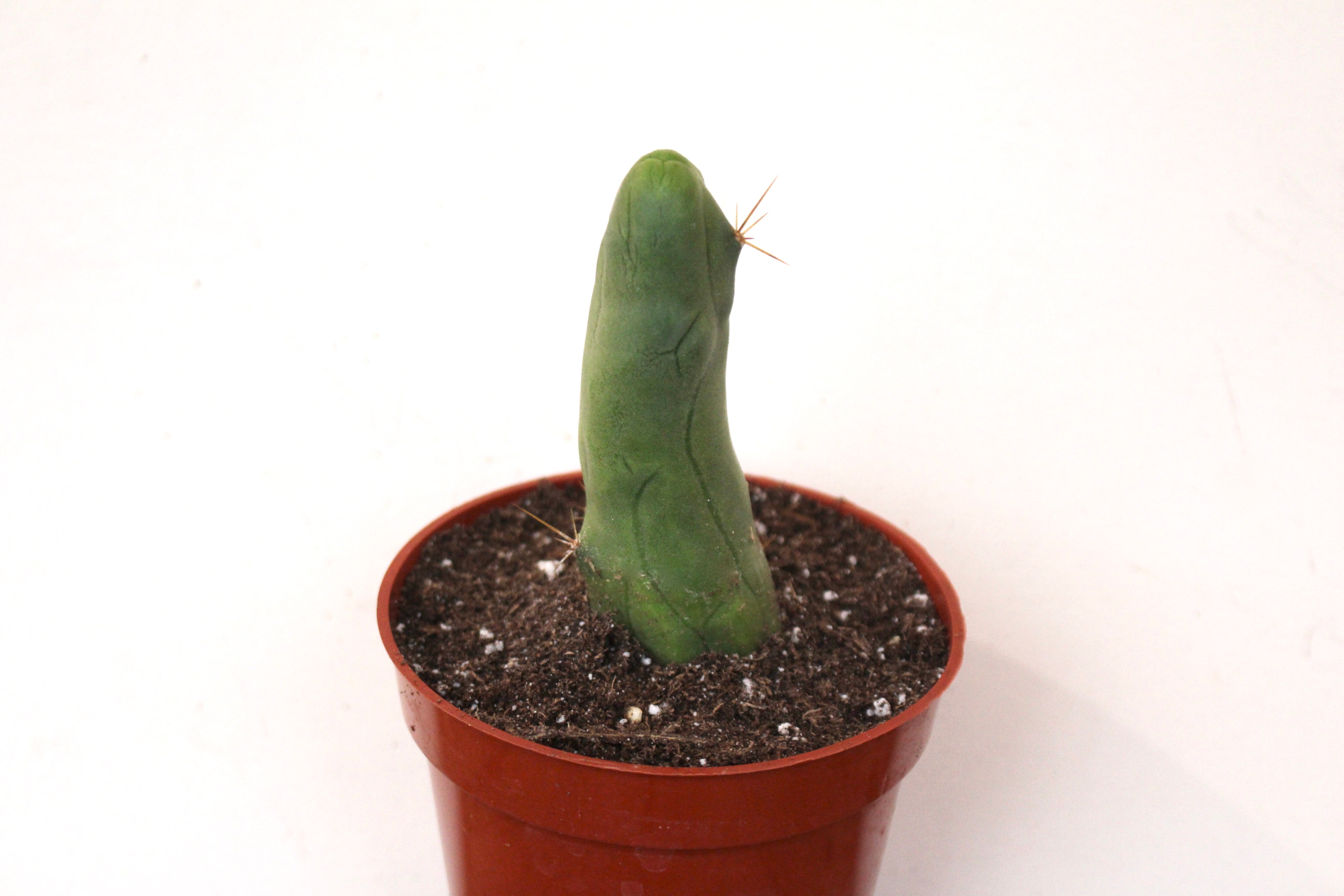 Trichocereus bridgesii 'Penis Cactus'