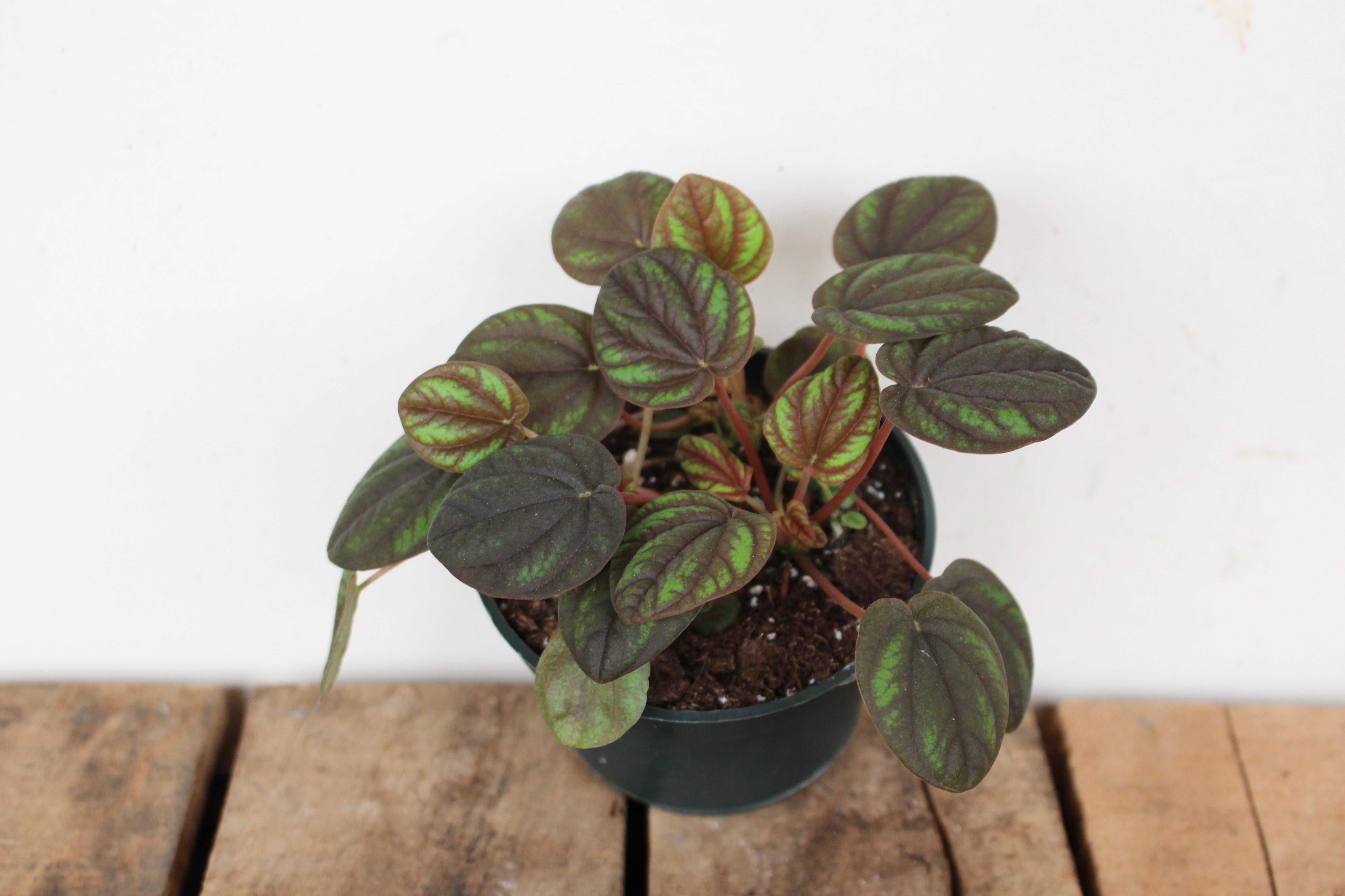 Peperomia 'Peppermill'