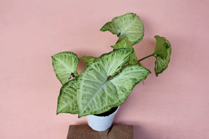 Syngonium 'White Butterfly'