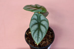 Alocasia 'Silver Dragon'