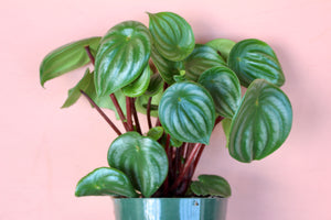 Peperomia 'Watermelon'
