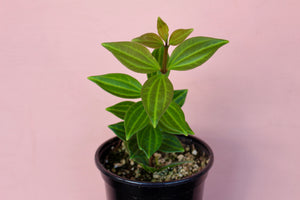 Peperomia angulata