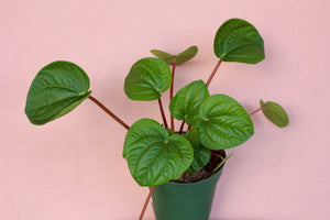 Peperomia 'Rana Verde'