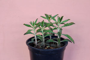 Kalanchoe 'Mother of Thousands'