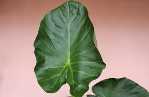 Alocasia 'Regal Shields'