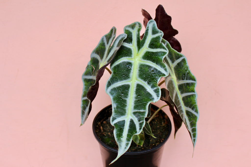 Alocasia amazonica 'Polly'