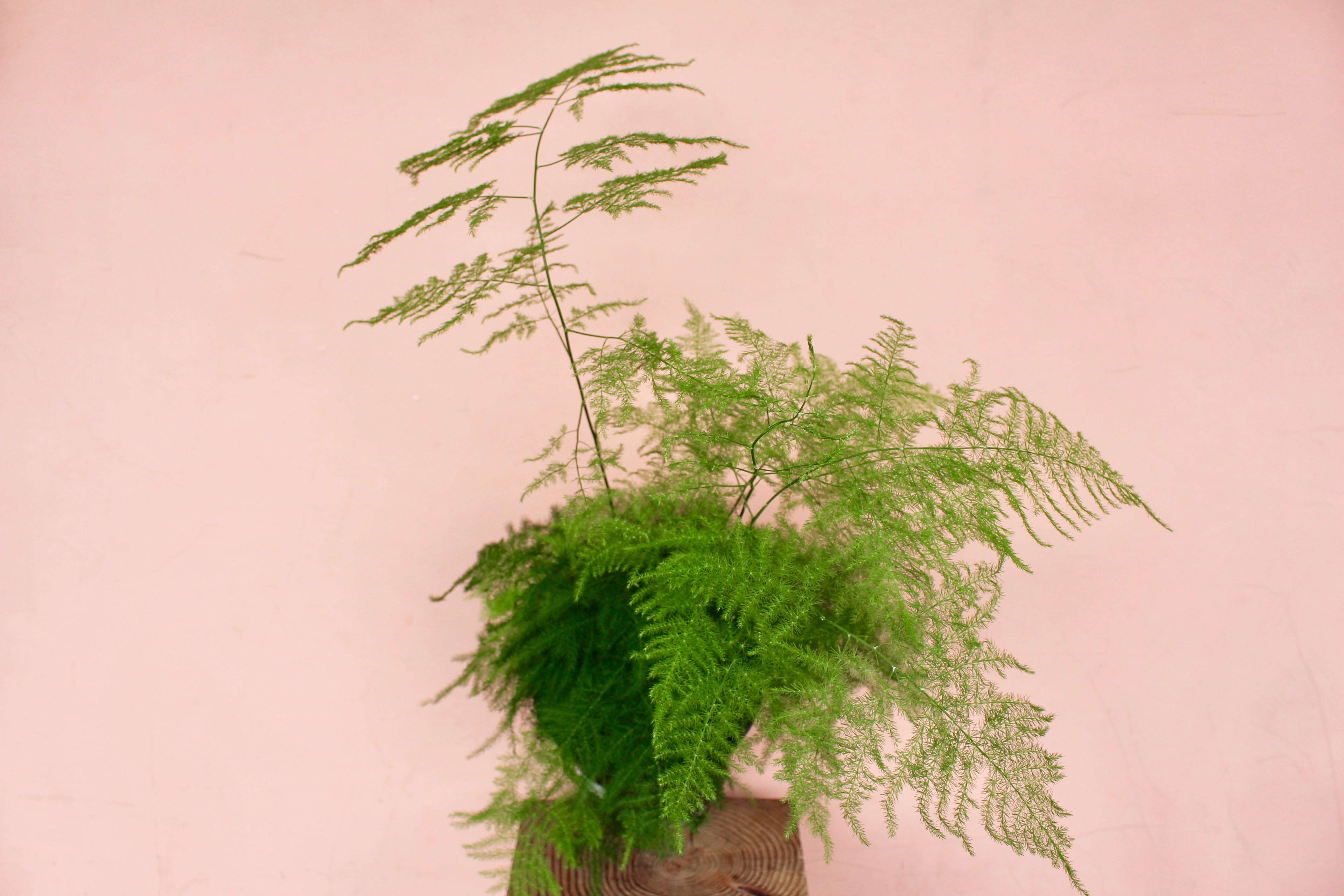 Asparagus setaceus 'Plumosa', Asparagus Fern