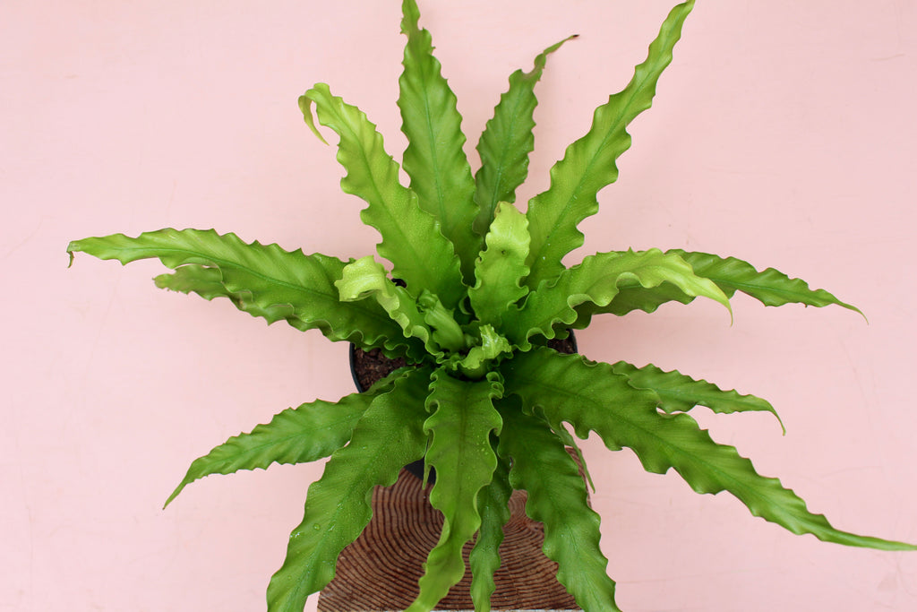 Asplenium nidus 'Victoria'