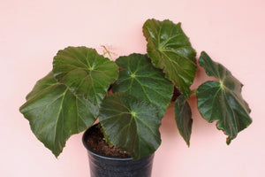 Begonia 'Beefsteak'
