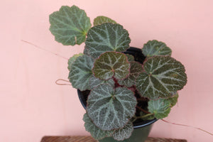 Begonia 'Strawberry'