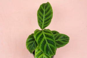 Calathea zebrina