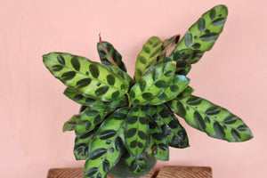 Calathea lancifolia