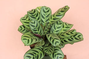 Ctenanthe 'Burle Marx'