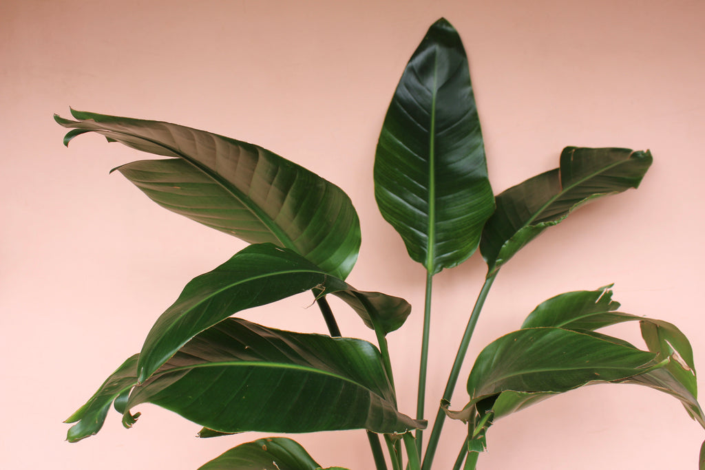 Bird of Paradise