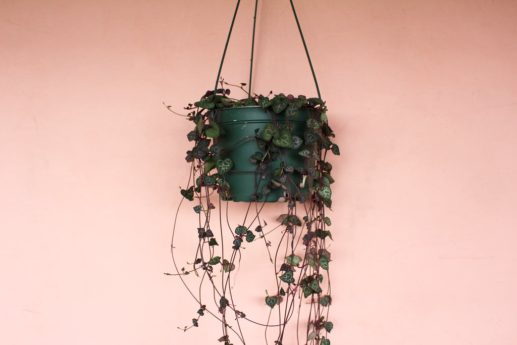Ceropegia woodii 'String of Hearts'