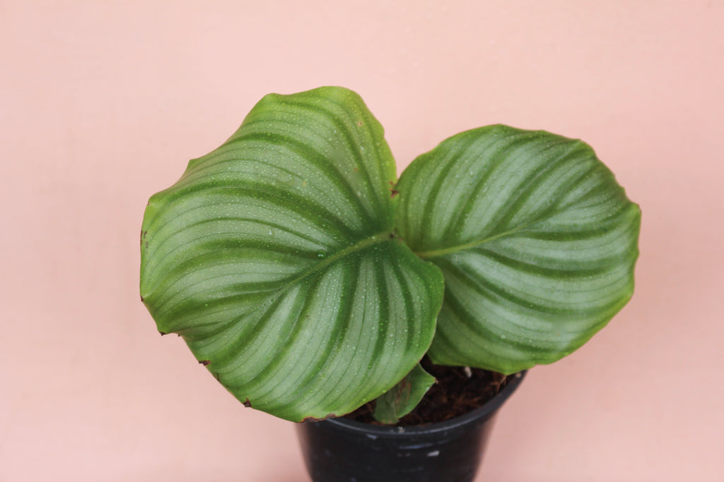 Calathea orbifolia