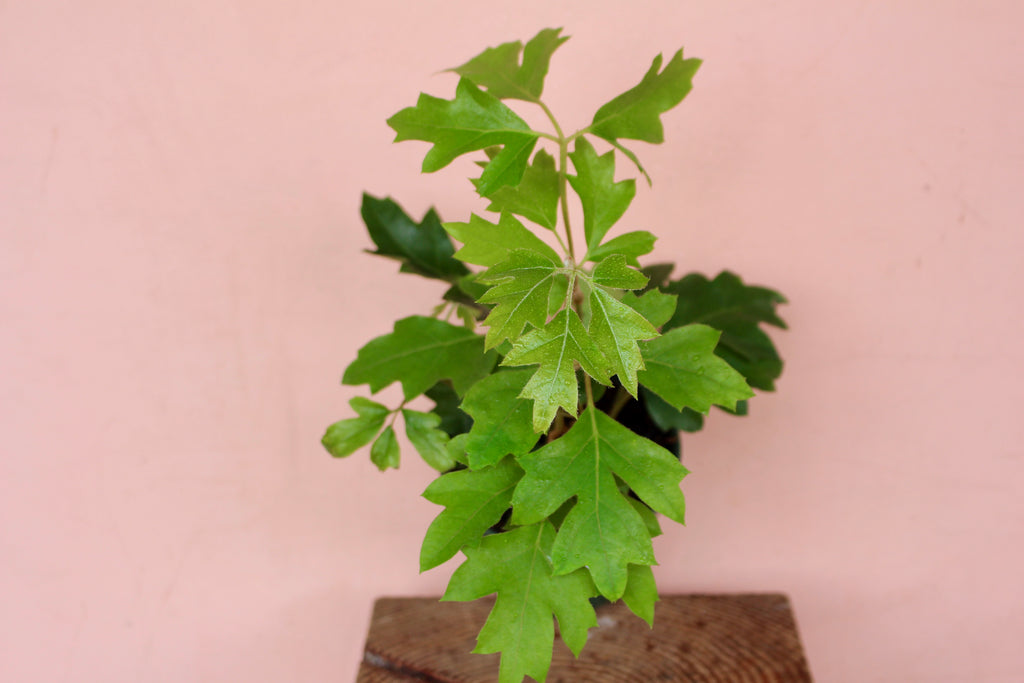 Cissus rhombifolia 'Oak Ivy'