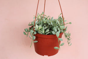 Dischidia Oiantha Variegated
