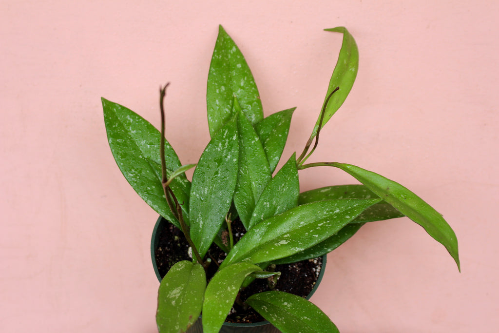 Hoya pubicalyx