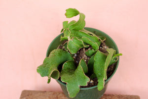 Epiphyllum 'Curly'