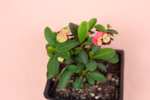 Euphorbia Milii