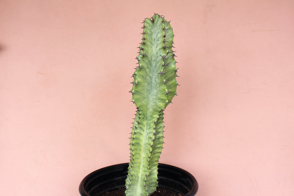 Euphorbia Ammak