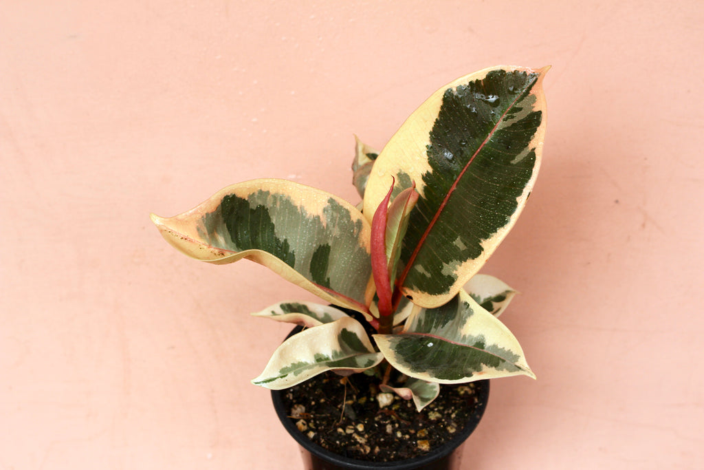 Ficus elastica 'Tieneke'