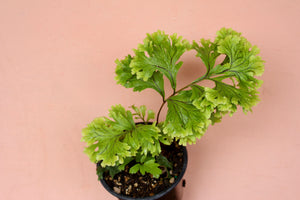 Polypodium fallax