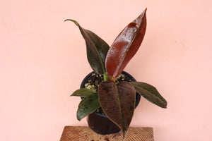 Philodendron 'Imperial Red'