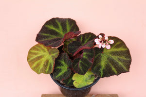 Begonia 'Soil-Mutata'