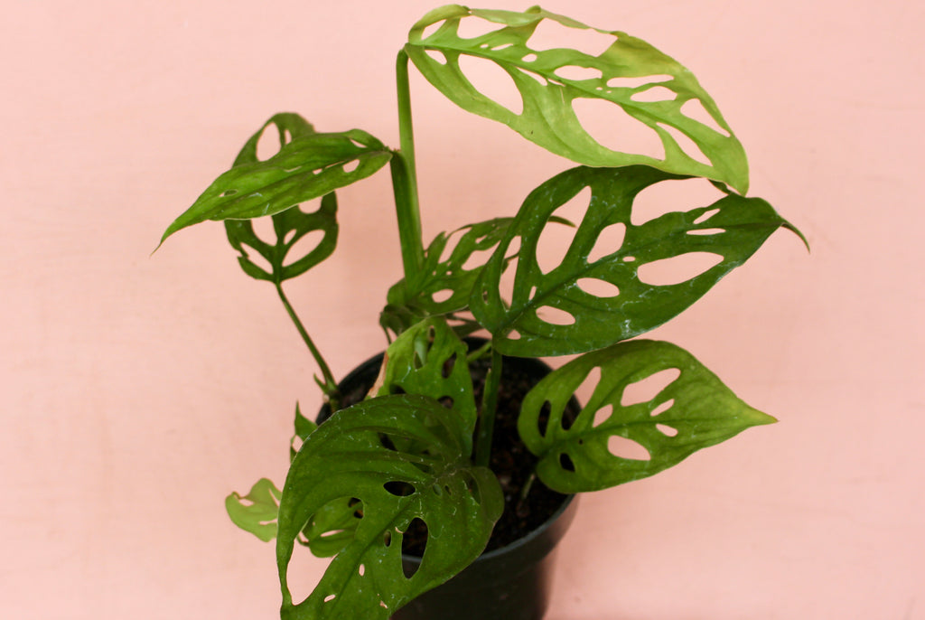 Monstera adansonii (Wide Form)
