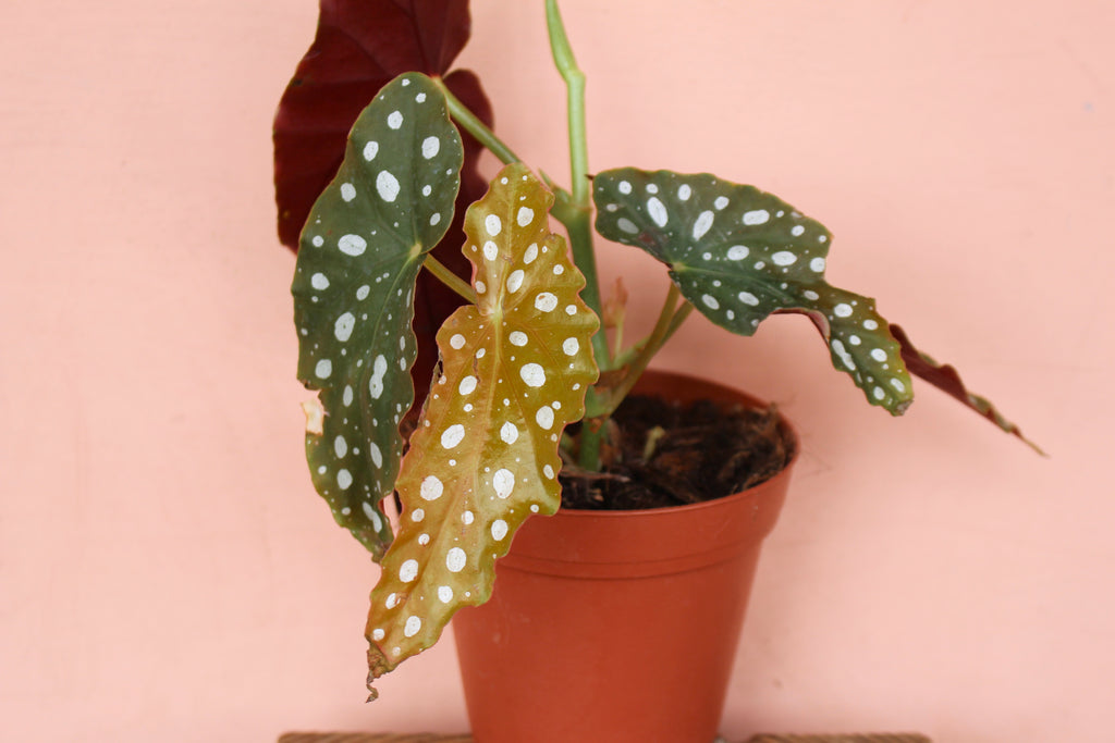 Begonia maculata 'Wightii'