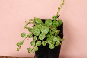 Peperomia 'String of Turtles'