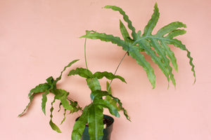 Polypodium aureum