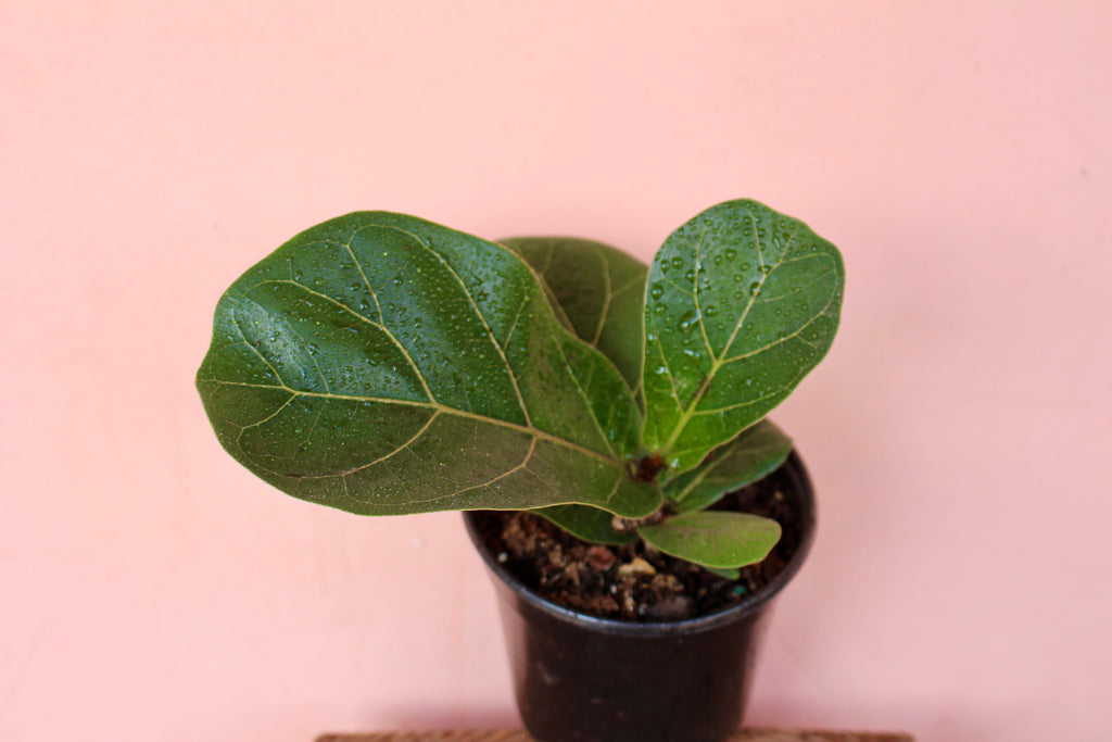 Ficus Lyrata