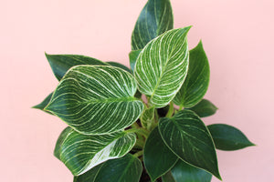 Philodendron Birkin