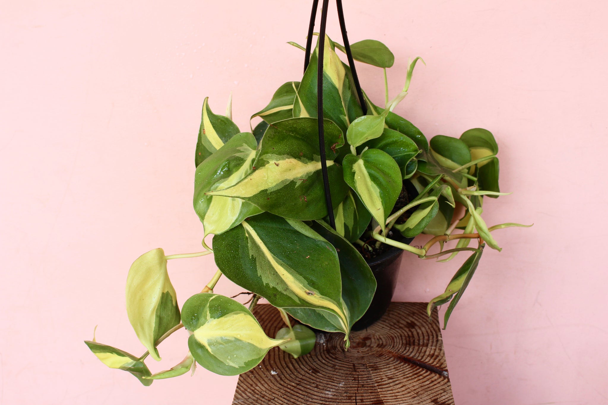 pothos brazil vs philodendron brasil Philodendron 'Brasil' – Solabee Flowers & Botanicals