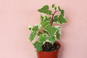 Senecio 'Wax Ivy'